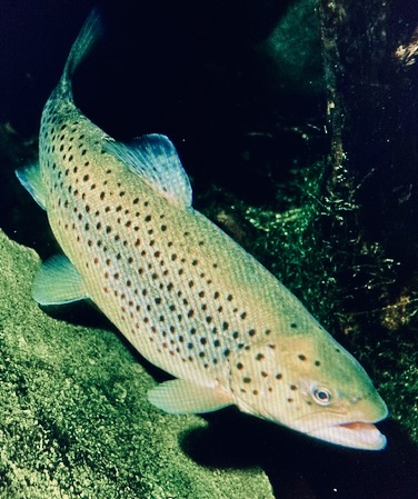 C938DA00-32BF-45A7-9299-40DF30B89A14_1_201_a